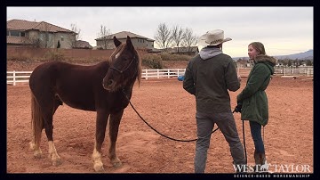 Horse Training Basics: How To Teach Your Horse About Boundaries For Safety & Clear Communication.