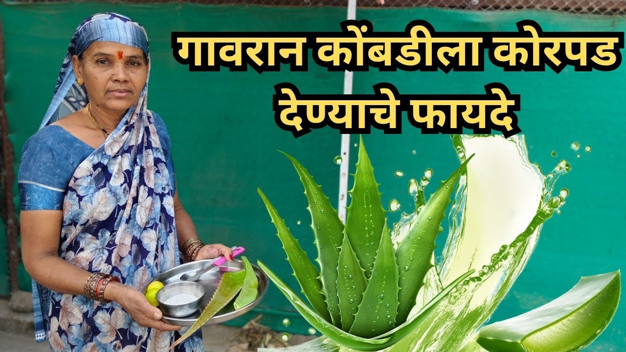 गावरान कोंबडीला कोरपड देण्याचे फायदे #gavrankukutpalan #gavrankombdi #rabbitfarming  