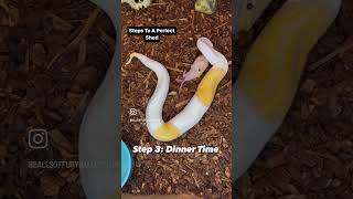 How to help your ball python shed it’s skin #ballpython #reptiles #shorts #animals #pets #viral