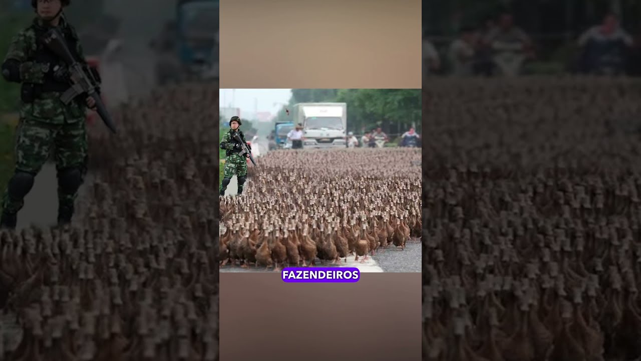 POR QUE A TAILÂNDIA CRIOU UM EXÉRCITO DE PATOS?