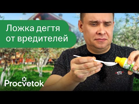 Адская смесь от вредителей! Березовый деготь поможет избавиться от муравьев, тли, медведки и кротов