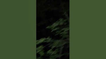 We Pursue a Bigfoot Yelling in the Woods! | Squatch Watchers Shorts