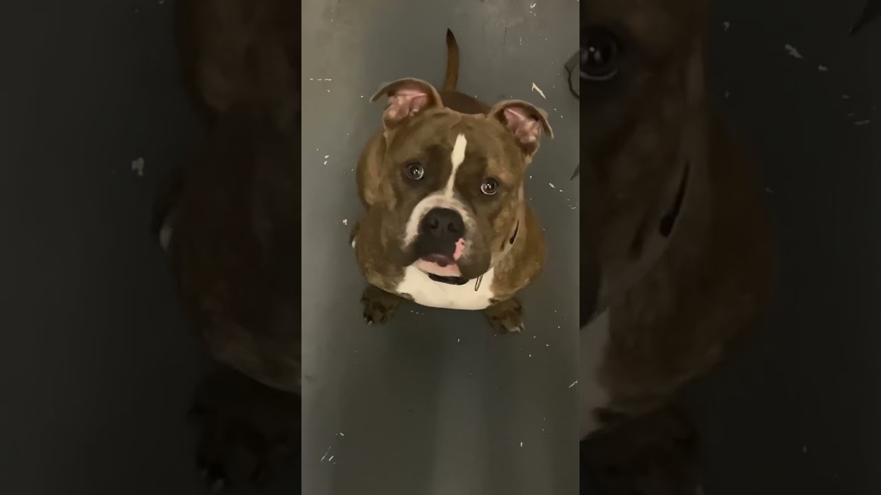 Franklin The Reverse Blue Brindle Bully Explore Dogs Dogshorts Dogsofinstagram Doglover