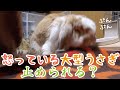【フレンチロップが怒るとこうなる】うさぎさんをなだめる方法 French Lop
