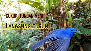 Trik Jitu Pikat Burung Kehicap Ranting