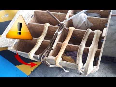 snake reptiles pictures 5 serpents de morts suite à une livraison France Guadeloupe...