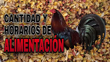 ¿Qué alimento humano puede comer el gallo?