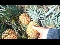 Ananas Ray Muang AOP remix