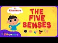 Five Senses Song | The Kiboomers | Toddler Songs | Body Parts Song | Toddler Learning Videos