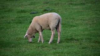 FREEDIO: "Sheep grazing " royalty free HD stock video footage