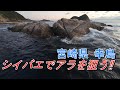 クエ【アラ】宮崎県 幸島 シイバエでアラを狙う‼