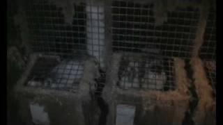Fur Farming in Ireland - An Expose (part 1 of 4)