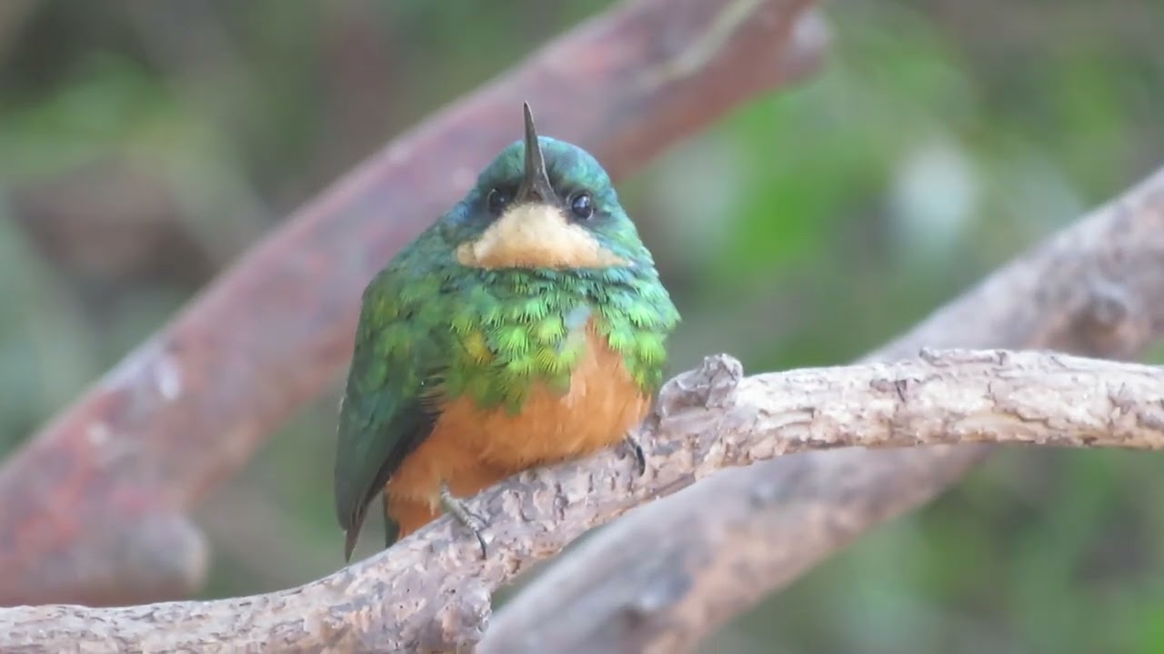 Rufous-tailed Jacamar (Galbula ruficauda)