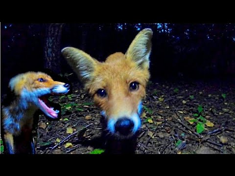 Драка диких лис Малыша и Шурика