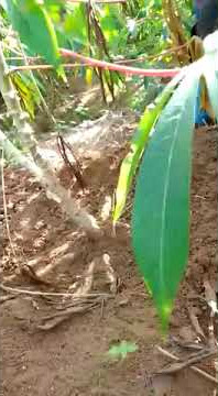 SINGKONG umur 3 bulan buah nya melikar lebat di pupuk eco farming..