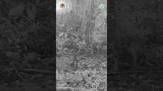 Induk harimau sumatera bersama 4 ekor anaknya di Taman Nasional Gunung Leuser.  #KLHK #harimau