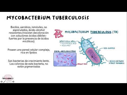 Vídeo: Comprender Las Complejas Relaciones Entre Los Actores Involucrados En La Implementación De La Mezcla Público-privada (PPM) Para El Control De La TB En La India, Utilizando La Teorí