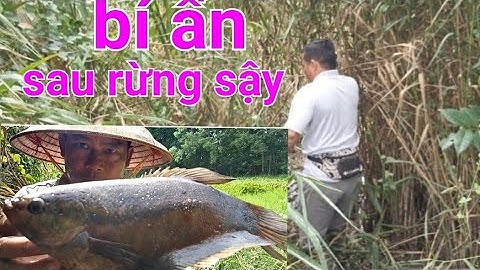 câu cá rô đồng, cá sặc rằn, đột kích khu hoang dã tìm bầy khủng long bạo chúa