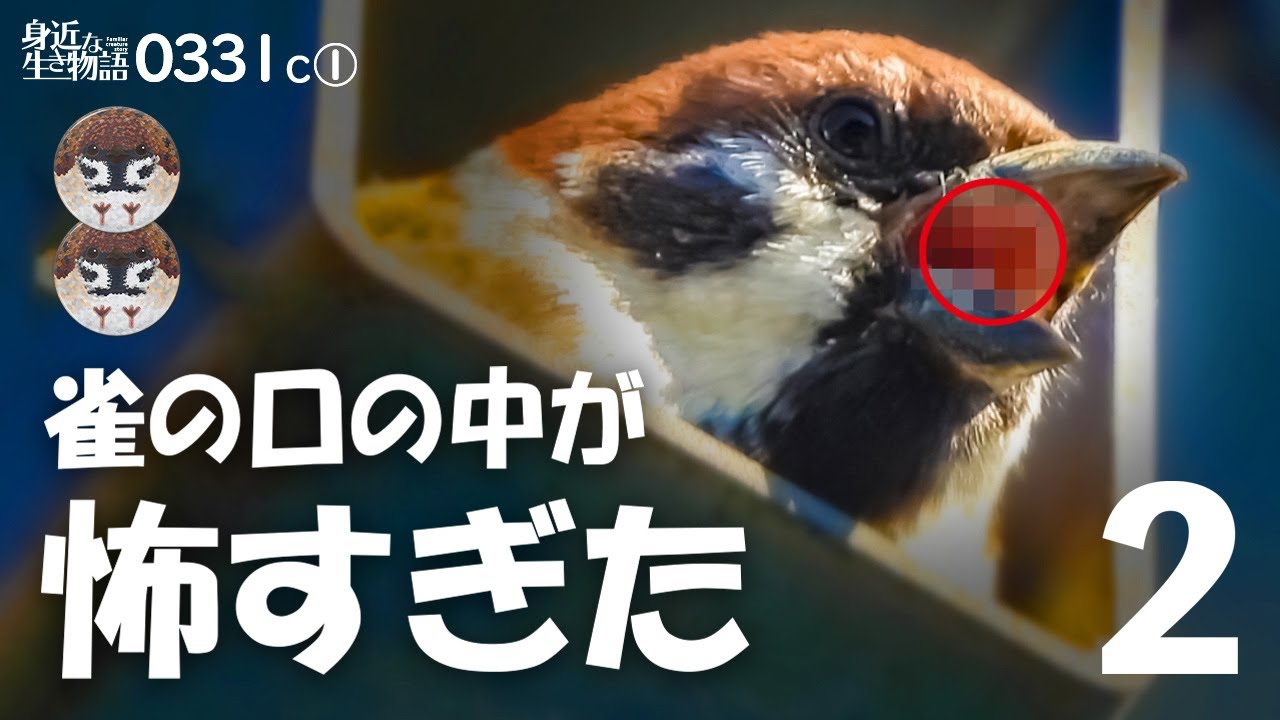 0331c いろんなスズメの巣4種 口の中がヤバい続 捕食するムクドリ棚ぼた 菜の花満開 野鳥撮影と観察 Youtube