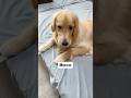 顔ですぐわかる#大型犬 #ゴールデンレトリバー