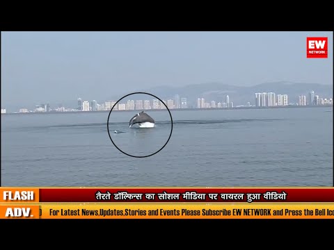 Vashi Creek में दिखा Dolphins का अदभुत नजारा -वायरल हुआ वीडियो