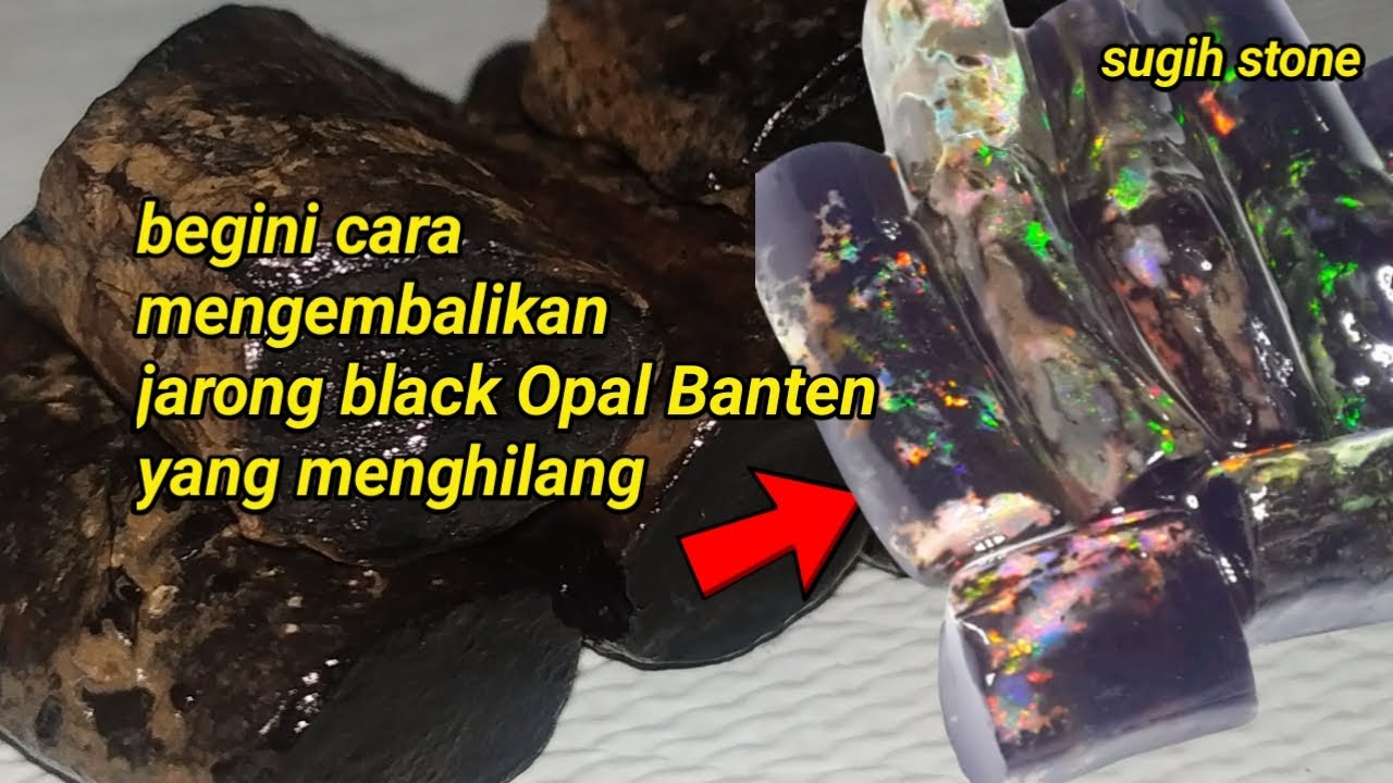 🔴 jarong black opal menghilang ! Cara memunculkan jarong black Opal Sempur banten 2022
