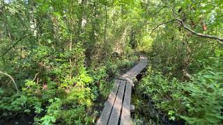 Evert Trail Preserve, Pine Barrens, New Jersey