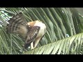 Changeable hawk eagle Kerala, India