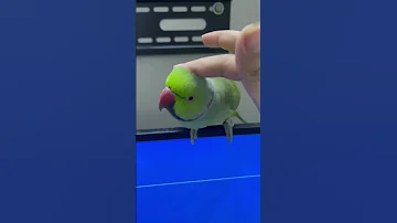 ببغاء الدرة متكلم صوت بوسه 