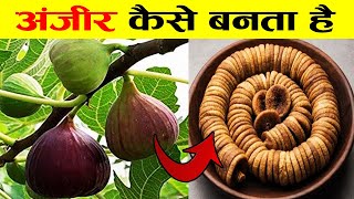 देखिए अंजीर कैसे बनता है |  Dry Fruits Making Process | Food Manufacturing Process