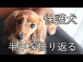 【保護犬】運命の出会いを振り返る 前編【カニンヘンダックスえびすの日常】