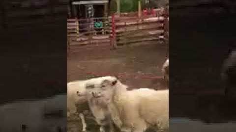Roy- first herding instinct test. 1st Time meeting sheep.