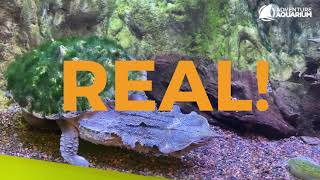Real vs. Fake