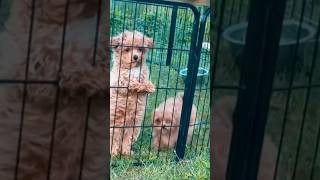 Перевозка собак, документы, консультация. ЕС, ОАЭ, США #доставкапомиру #puppy