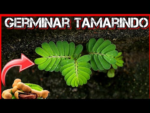 ▷ Cómo cultivar tamarindo: Consejos útiles para principiantes