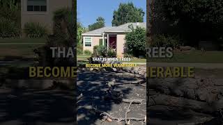 Stop Overcrowding! How Pruning Restores Your Tree's Health | Joe Benigno's Tree Service