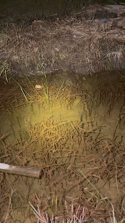 Setiap malam pasti ada yang mancing