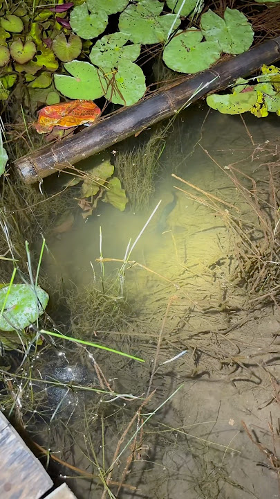 Setiap malam pasti ada yang mancing