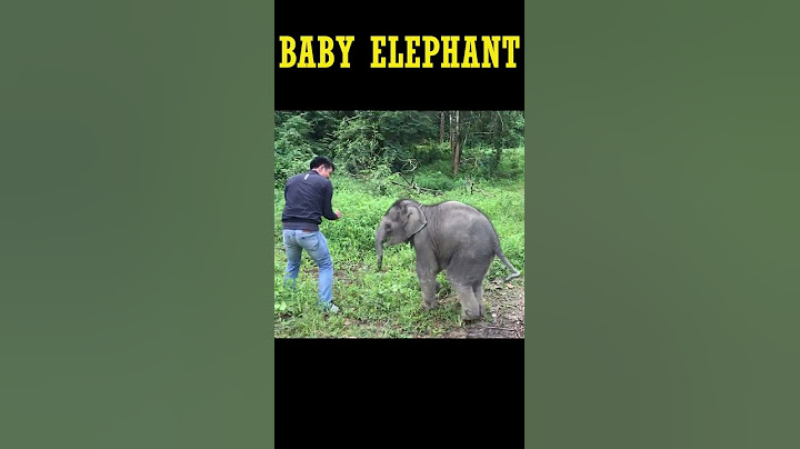baby elephant protect his mum
