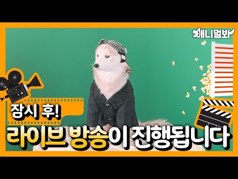 심심한데 라이브 보자] 애니멀봐 마스코트 겨울앵커의 촬영현장 <strong>빼꼼</strong> 보여드립니당(feat.팀장 목소리)