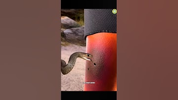सांप काट ले तो उसके बाद क्या करे😨 | What To Do After Bitten By A Snake