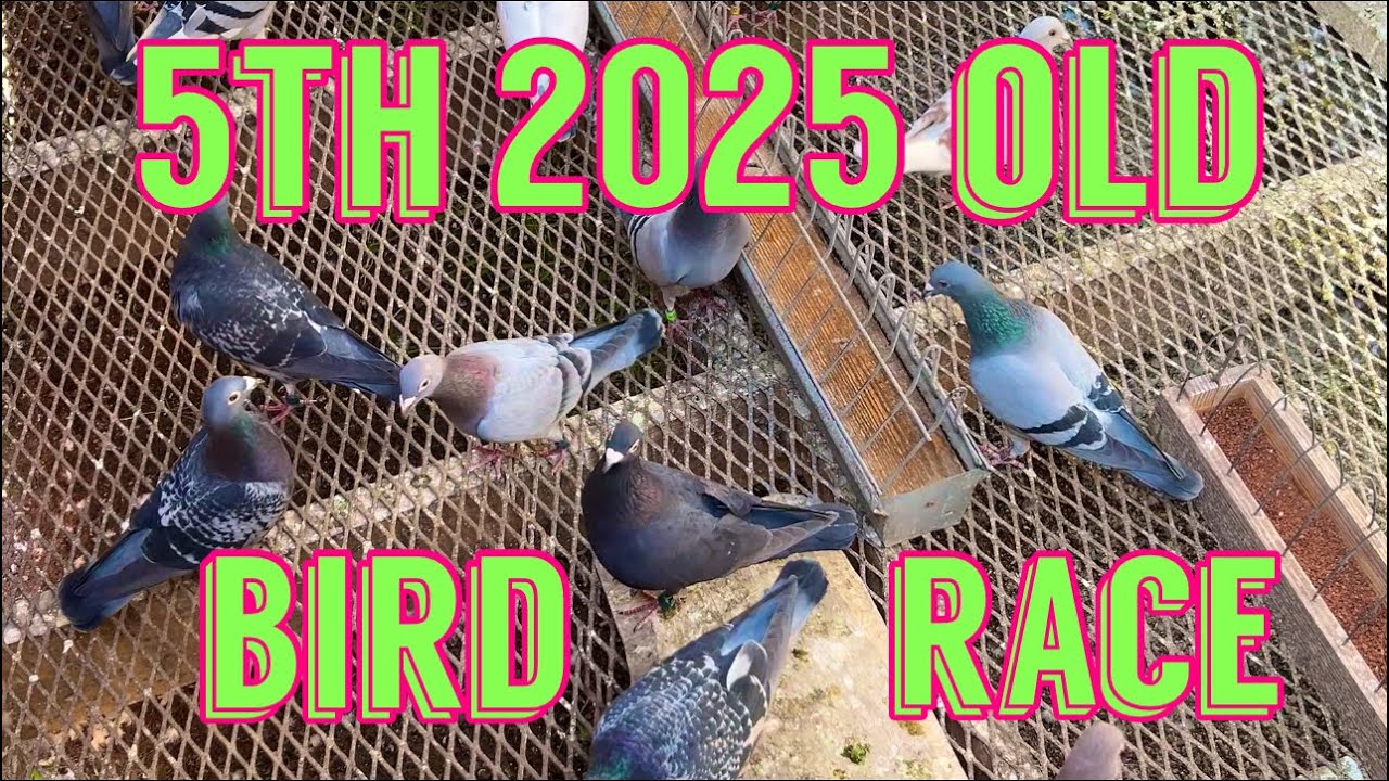 265 Mile Pigeon Race