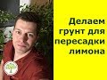 Как сделать грунт для комнатных лимонов своими руками?