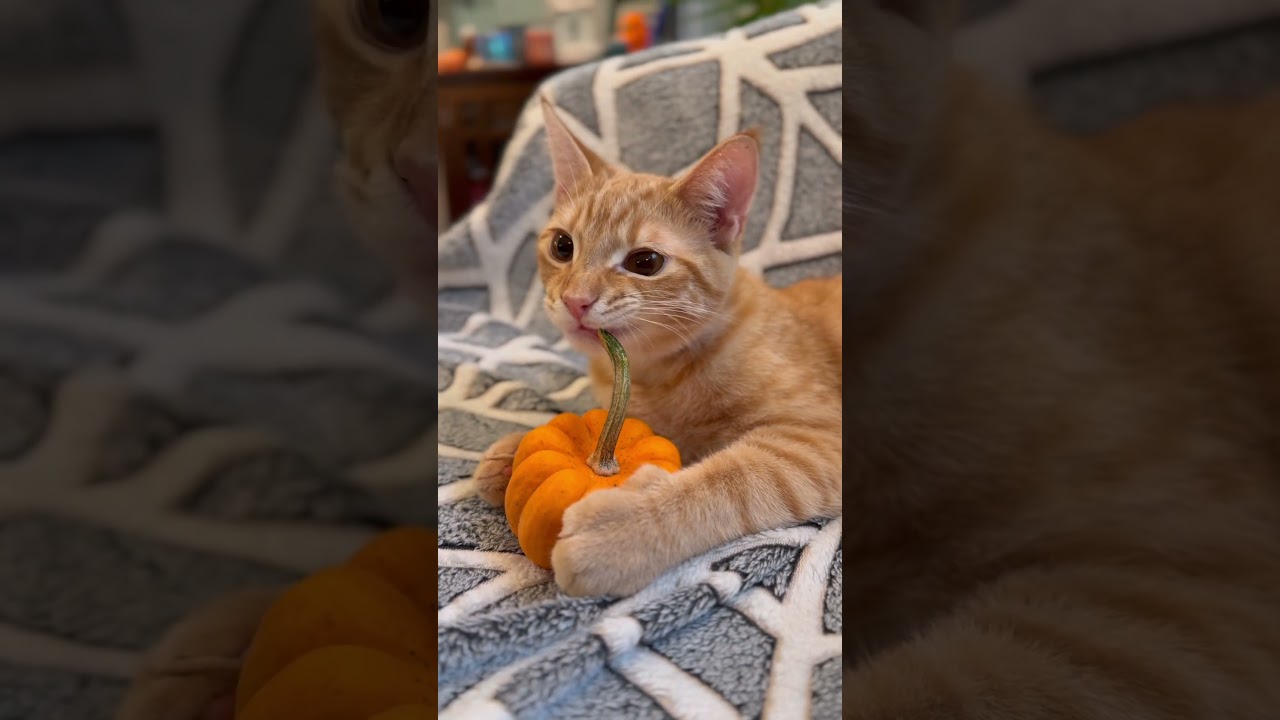 Happy Meowloween from fosteroo Gyro! 🎃 