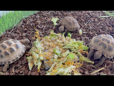 Video: Kilpkonnade PC-demo Saadaval
