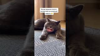 хохотать
