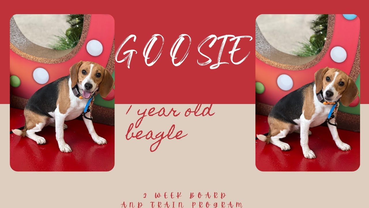 Best Dog Training in Chicago! 1 Year Old Beagle, Goosie!