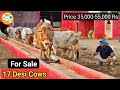 👍For Sale: सभी बछडियो वाली #Desi #Cows available @Handa Dairy Farm, 👍(8813854754)गाँव हरिता, हिसार 👍