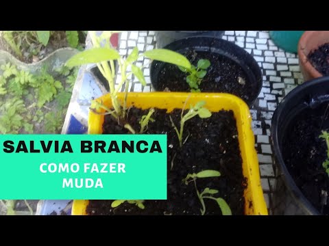 Salvia branca como fazer muda e podar