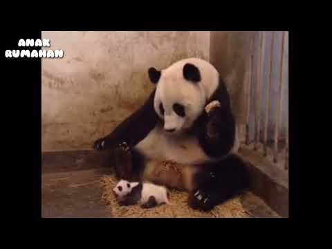 Panda lucu -funny panda gemesin